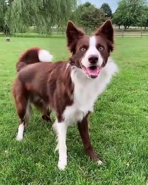 Vous allez trop rire en regardant ce chien. Adorable !