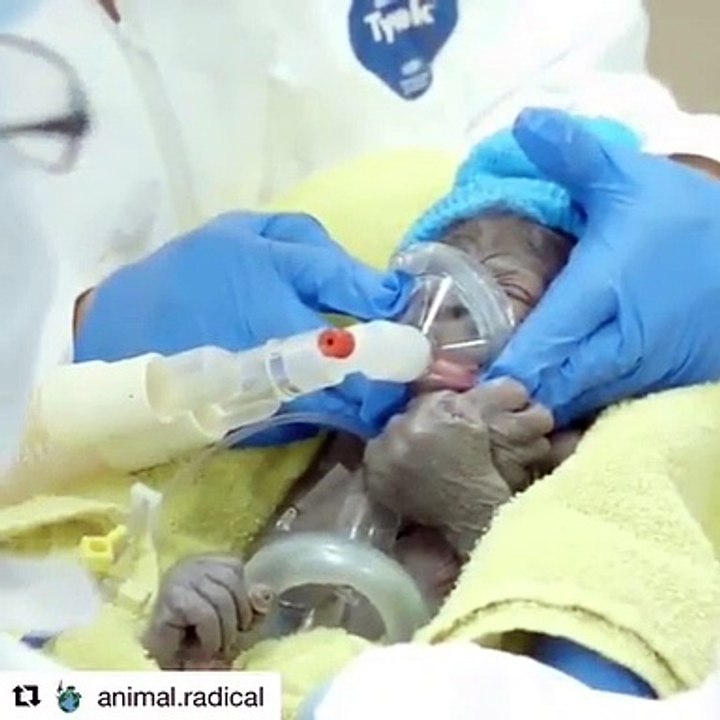 Voici le bébé Gorille le plus mignon au monde. A absolument voir !
