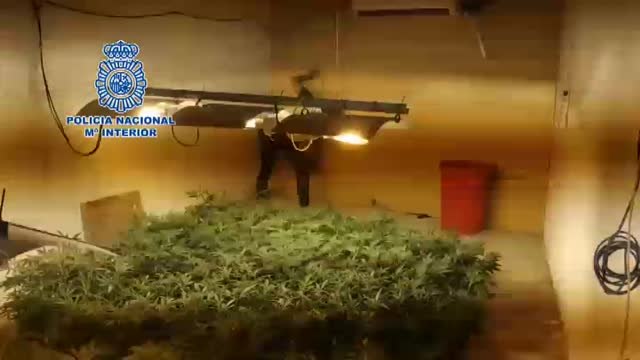 La Policía Nacional desmantela una plantación de más de 2.000 plantas de marihuana en San Fernando