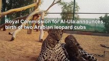 Saudi Arabia: Arabian leopard gives birth to two cubs