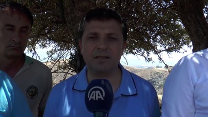 Amanoslar 70 bin fıstık çamı ile yeşillenecek - HATAY