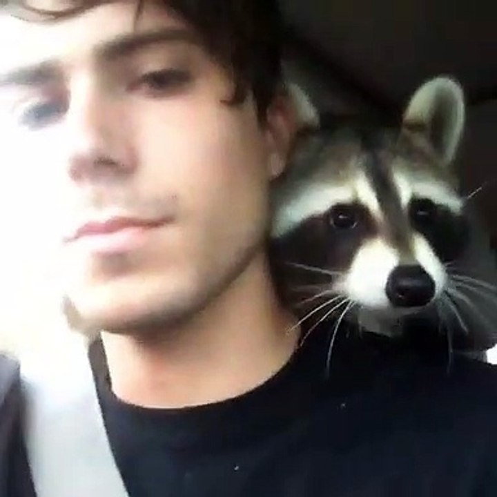 Conduire une voiture avec un raton laveur est très difficile. Regardez ce qu'il tente de faire !