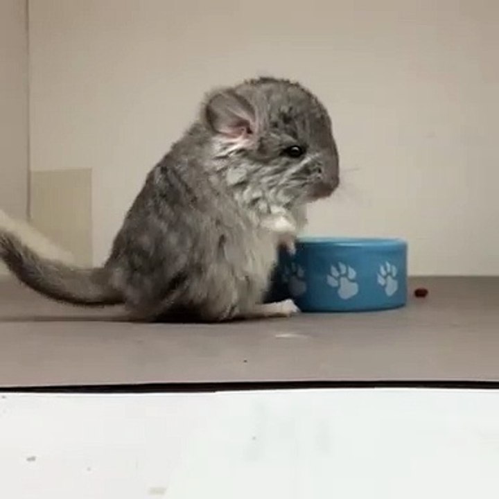 Bébé chinchilla n'aime pas qu'on la filme quand elle mange. Regardez sa réaction !