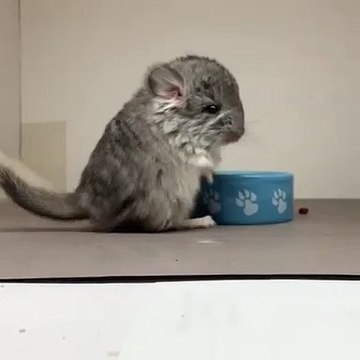 Bébé chinchilla n'aime pas qu'on la filme quand elle mange. Regardez sa réaction !