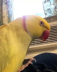 Cette perruche transmet la bonne humeur. Ecoutez !