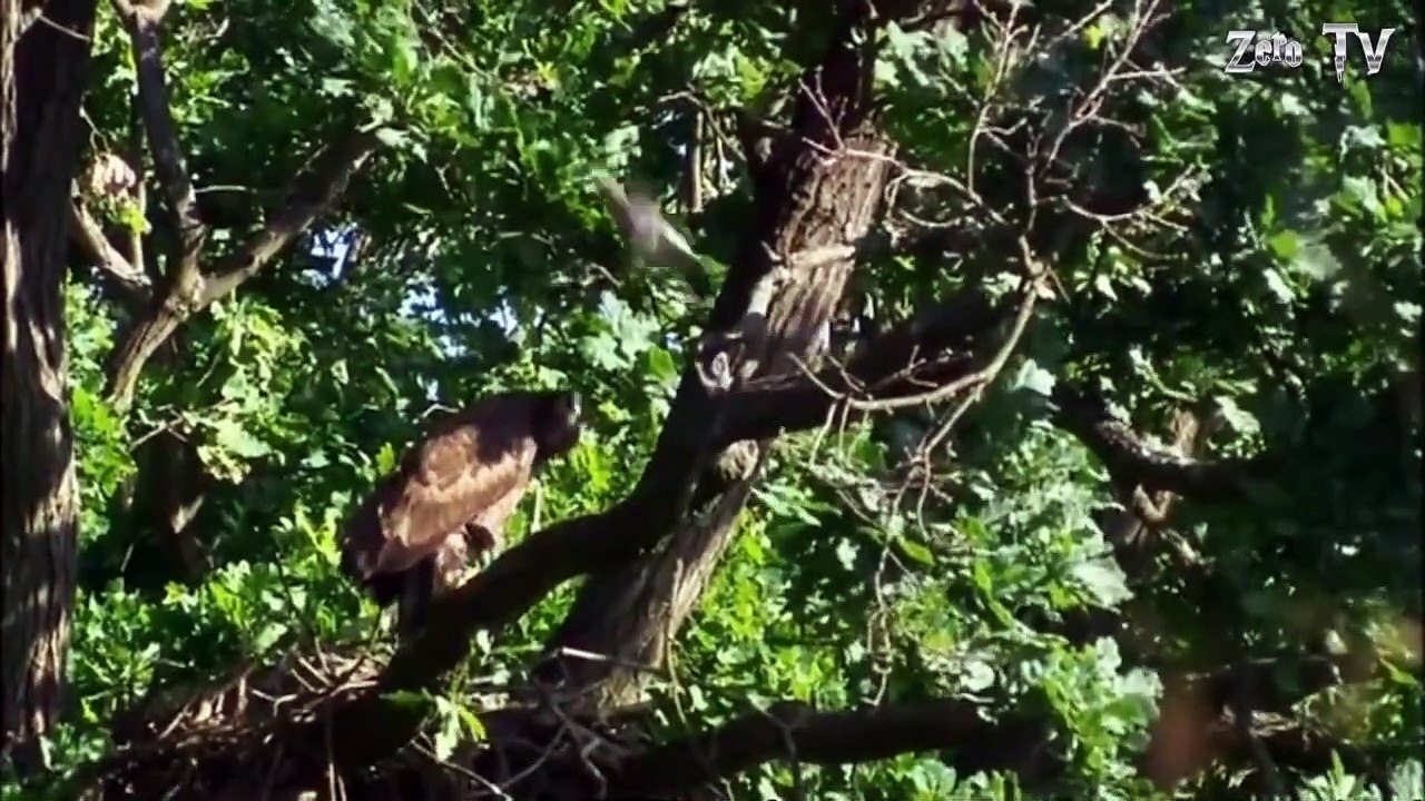 Most Deadly EAGLE Attacks 2019 - Most Amazing Moments Of Wild Animal Fights