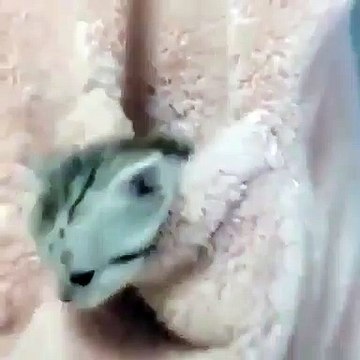 Ce chaton adore se cacher dans la poche de son maître. Trop mimi !