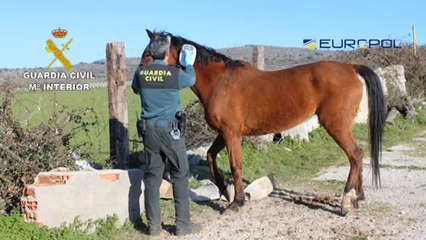 Detienen en Calpe al mayor estafador de carne de caballo de Europa