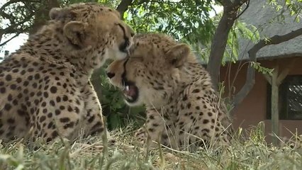 Сексуальные проблемы гепардов