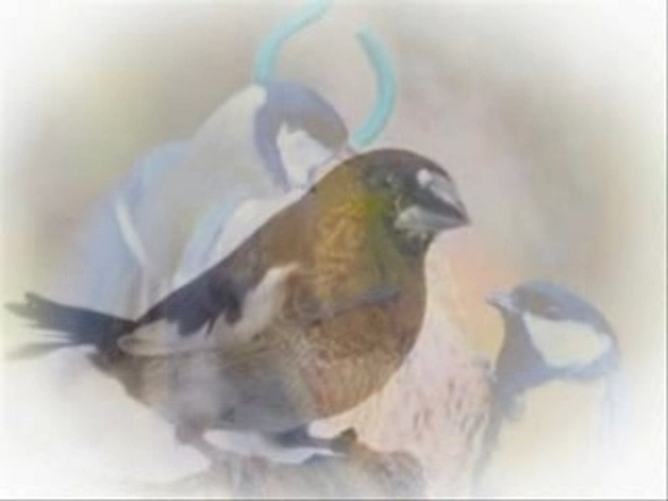 Louanges de l'oiseau