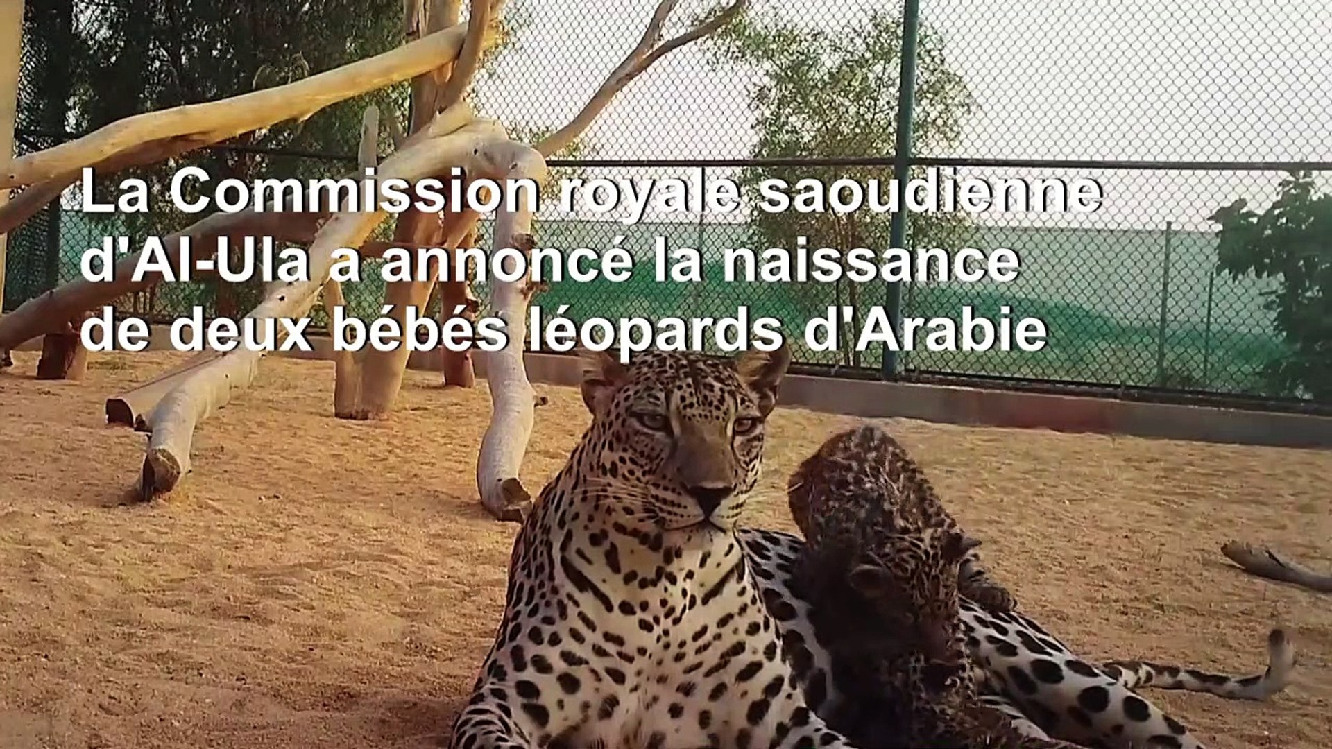 ⁣Arabie saoudite: naissance de deux bébés léopards d'Arabie