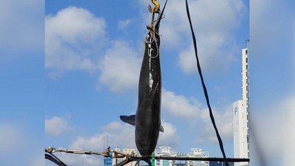부산 해운대 25㎞ 해상에서 '악상어' 발견..."사람 공격 사례 없어" / YTN