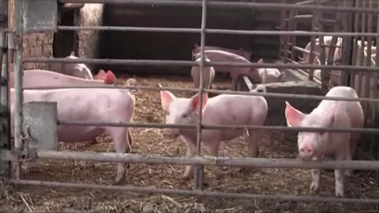 Schweinepest breitet sich in Bulgarien aus