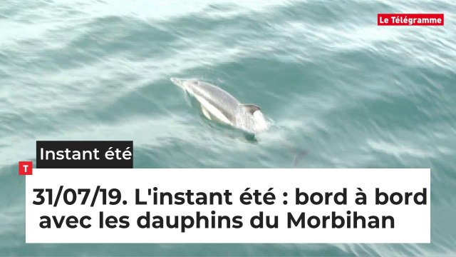 L'instant été du mercredi 31 juillet: bord à bord avec les dauphins du Morbihan