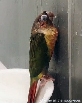 Cette perruche prend un bon bain. Trop drôle !