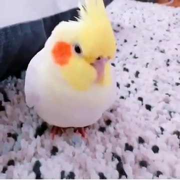 Essayez de ne pas rigoler de ce perroquet. A mourir de rire !