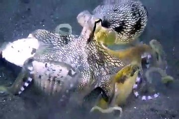 Cet octopus est vraiment spectaculaire. A voir !