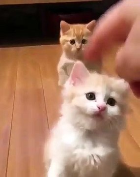 Ces chatons adorent jouer avec leurs mamans. Trop chou!