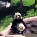 Ce panda profite de la chaleur pour se rafraîchir. Hilarant !