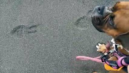 Boxer Shows off Her Sweet Spins