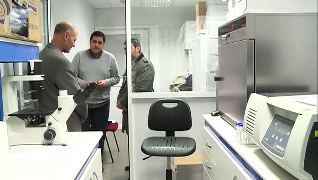 Científicos españoles lideran una investigación para crear embriones de monos con células humanas.