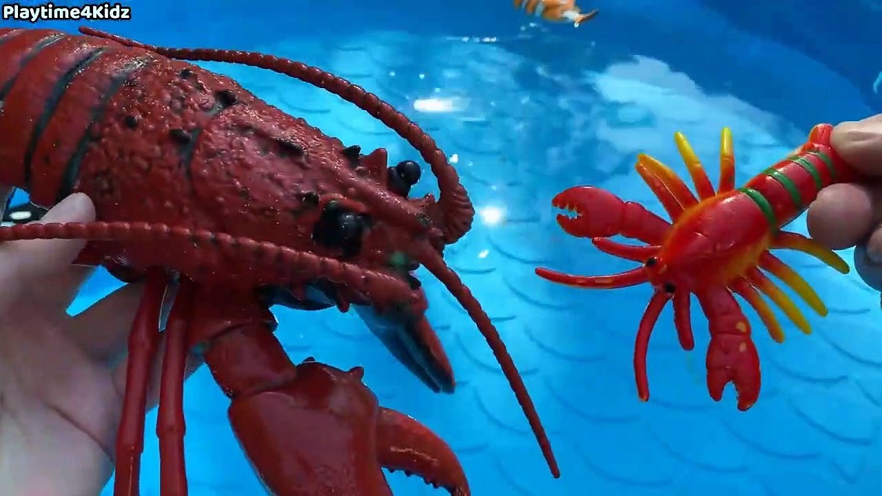 Lobster for Kids Baby Find Mom Animals