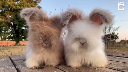 Quoi de plus adorable que ces petits lapins tout velus...