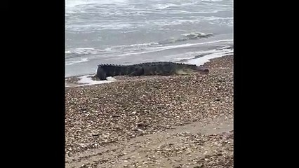 Quand un gros alligator t'attend sur la plage...