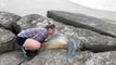 Ce couple vient sauver une tortue de mer coincée dans les rochers... Beau geste