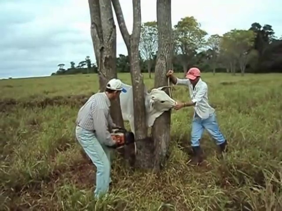 Ils trouvent une vache piégée entre 2 arbres et la sauvent