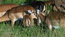 AMAZING!!_GORILLA_SAVE_IMPALA_FROM_CHEETAH_HUNTING_-_Most_Am