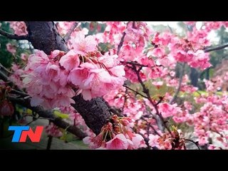 "Hanami porteño": las flores del sakura en Buenos Aires