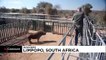 Nesli tükenmekte olan kara gergedan 'Goose'u kurtarmak için Kruger Milli Parkı seferber oldu