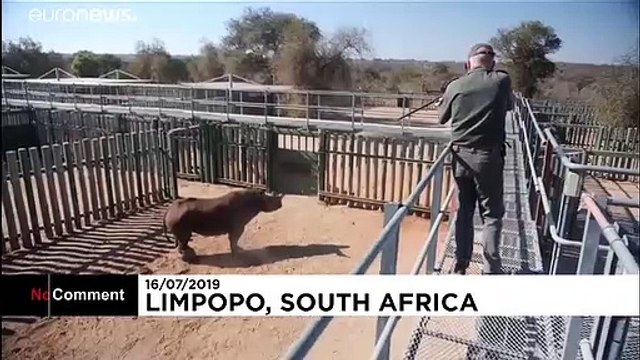 Nesli tükenmekte olan kara gergedan 'Goose'u kurtarmak için Kruger Milli Parkı seferber oldu