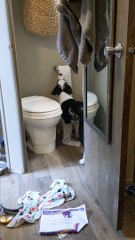 Dog Caught Unrolling Entire Toilet Paper Roll