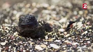 Iguane VS serpents : tension maximale - ZAPPING SAUVAGE!!!