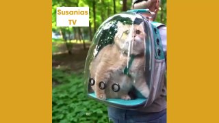 Best friends animal TV:The perfect way to take your kitty everywhere!
