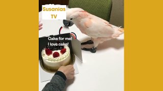 Best friends animal TV:This Cockatoo is a little trouble maker