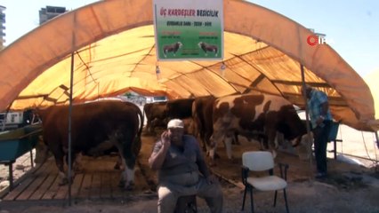 Kayseri'de kurban pazarı müşterilerini bekliyor