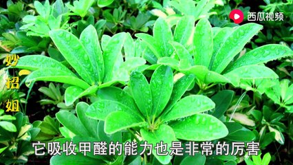 【Formaldehyde natural enemies - plant rankings】吸甲醛最好的植物排行榜来了，第一名是这种植物，不要再弄错了