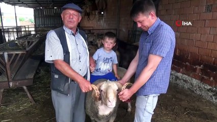 1 buçuk tonluk “Bayram” alıcısını bekliyor
