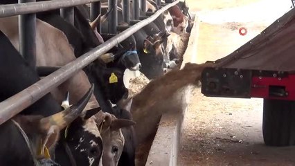 1 buçuk tonluk "Bayram" alıcısını bekliyor