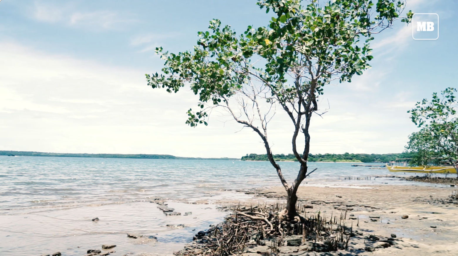 Saving the Mangrove Ecosystem in San Salvador Island