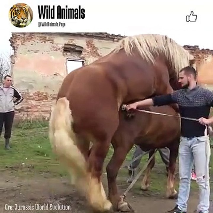 Horse breeding - Animals Mating