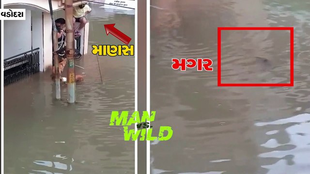 પૂરની સ્થિતિ વચ્ચે વડોદરાવાસીઓ પર વધુ એક જોખમ, પાણીની સાથે મગરો પણ ઘૂસ્યા