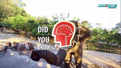 Did you Know - หน้ากากอนามัยแต่ละประเภทแตกต่างกันอย่างไร