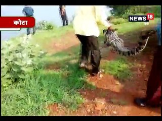कोटा : रेलवे यार्ड में घुसा 5 फीट लंबा मगरमच्छ, दहशत में कर्मचारी-rescue of crocodile at kota railway station yard rajasthan-hydacs