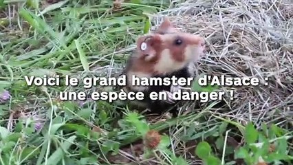 Voici le grand hamster d'Alsace : une espèce en danger !