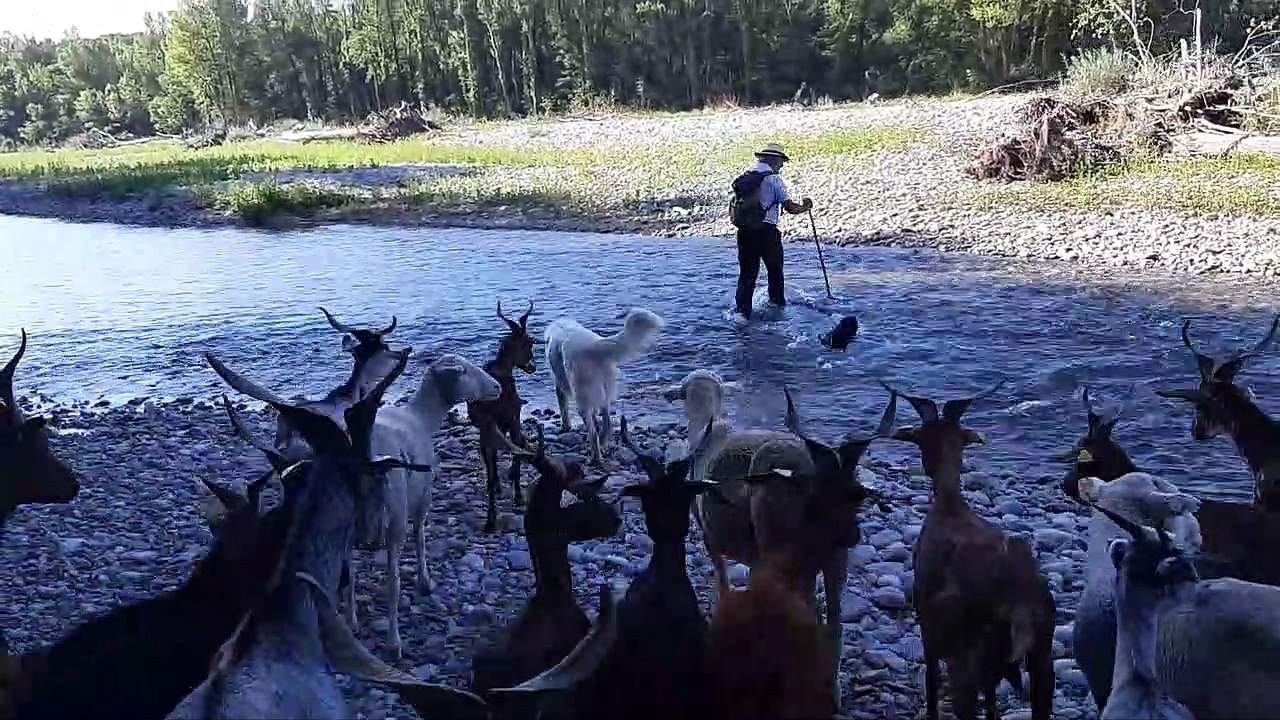 Un troupeau de chèvres lutte contre l'ambroisie dans le lit de la rivière Drôme