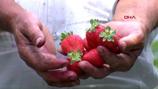 BURSA 'Yediveren çileği' çiftçinin yüzünü güldürüyor